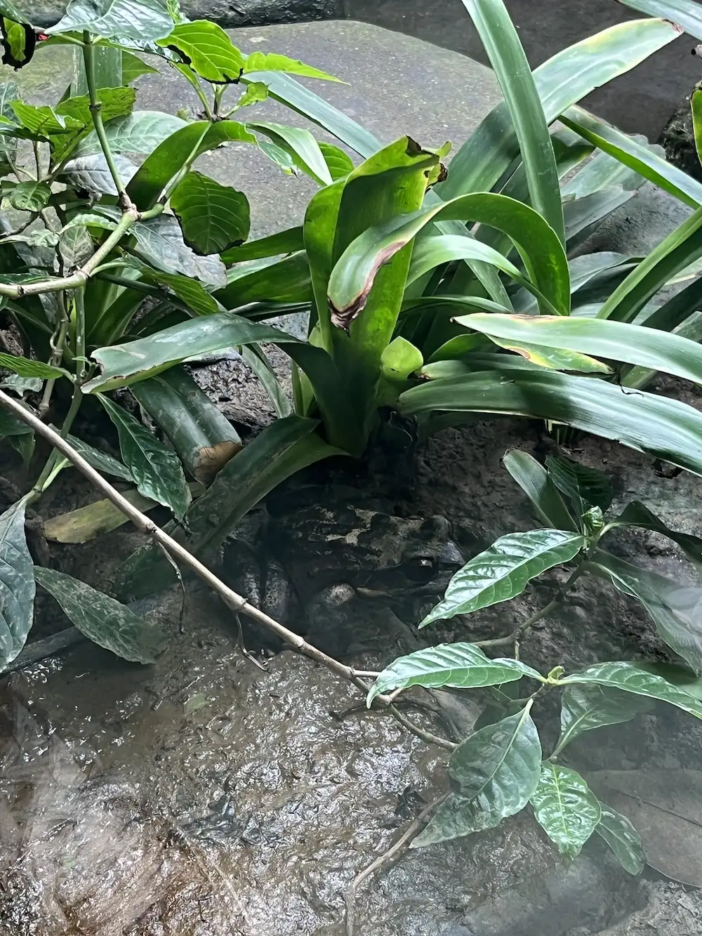 Mountain chicken frog card