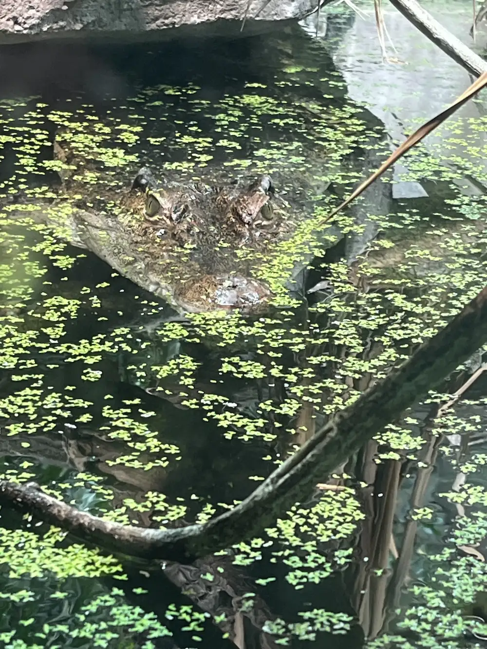 Philippine crocodile